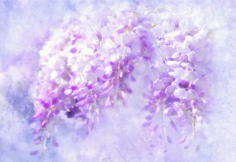 梦幻紫藤花图片 梦幻紫藤花图片