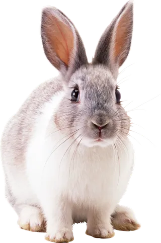 小兔子奔跑兔年