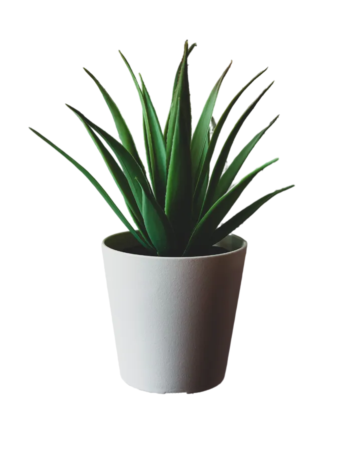 绿色植物PNG免抠高清素材