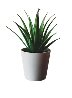 绿色植物PNG免抠高清素材 绿色植物PNG免抠高清素材