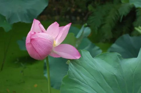 雨后荷花图片 雨后荷花图片