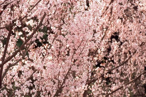 水粉色的鲜花背景