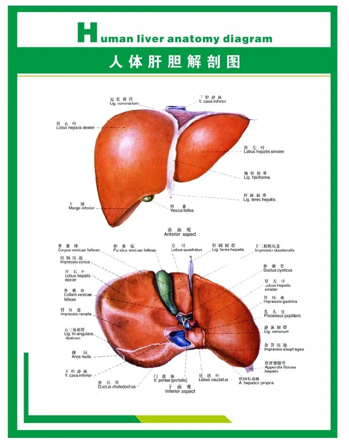 人体科普人体肝胆解剖图片cdr矢量模版下载