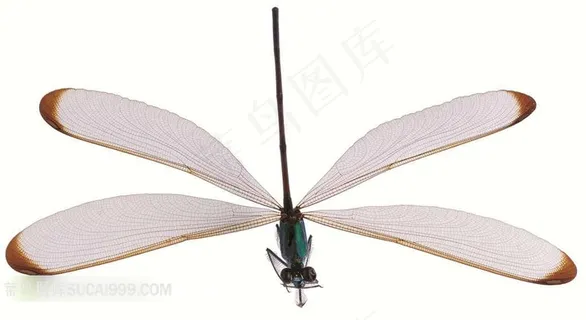 长尾蜻蜓形态标本