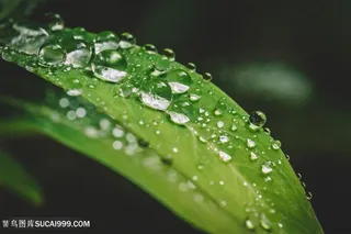 绿叶上的水珠