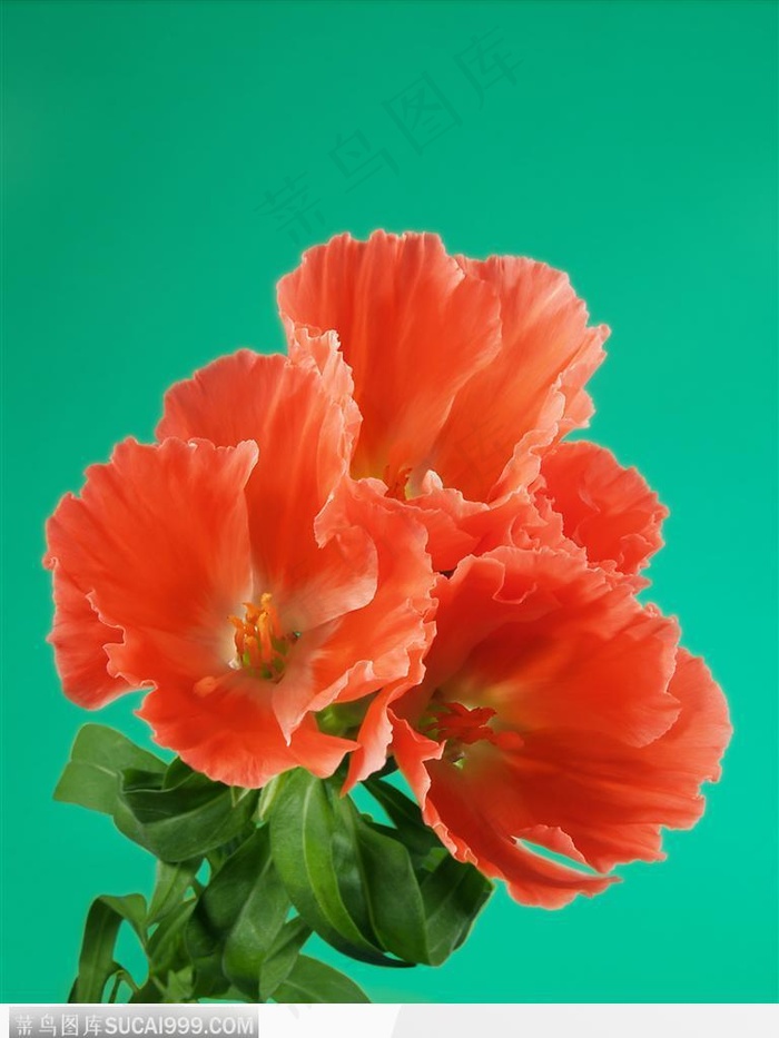 花束物语-一支漂亮的红色花朵