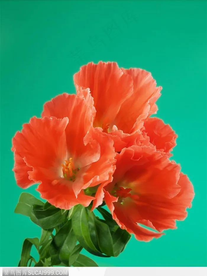 花束物语-一支漂亮的红色花朵