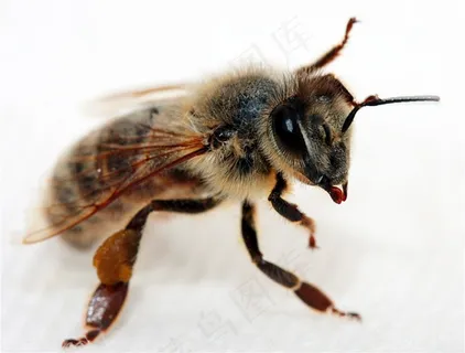 蜜蜂高清素材