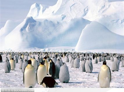 南极企鹅与企鹅宝宝图片