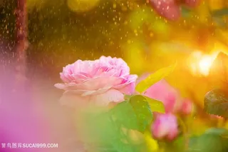 花朵植物露珠高清