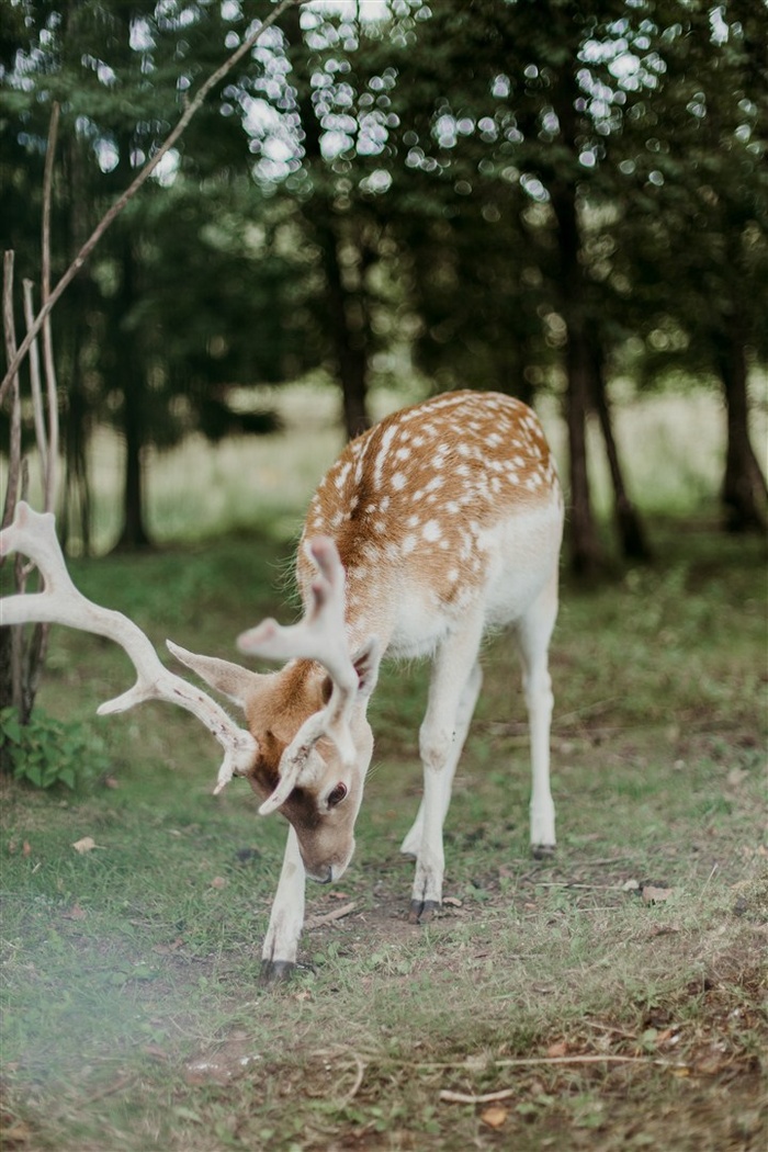梅花鹿摄影素材