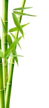 竹子 PNG免抠(160x350)