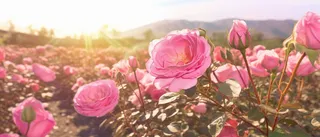 阳光背景下田野中的粉红玫瑰风格复杂插花