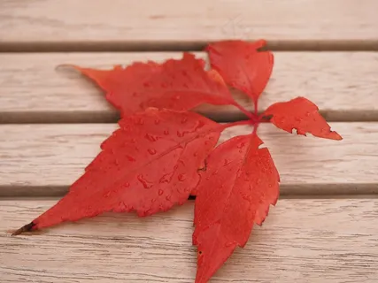 一片红色叶子图片 一片红色叶子图片