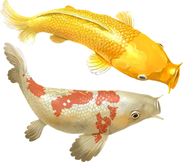 锦鲤图片PNG 锦鲤图片PNG