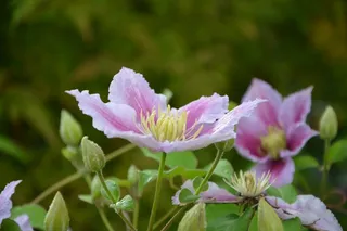 高清铁线莲图片