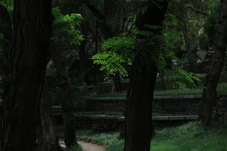 老树也曾发新枝