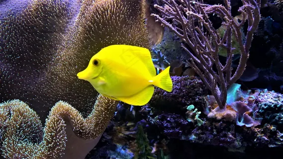 海底美丽小黄鱼图片 海底美丽小黄鱼图片