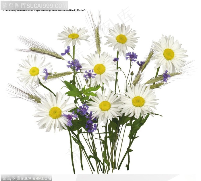 花语系类-漂亮的菊花