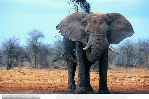 象之世界-吃东西的大象