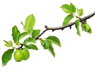 青苹果树枝