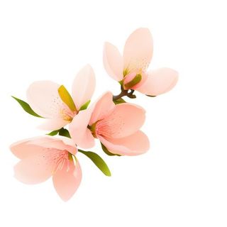 桃花春天树枝免抠