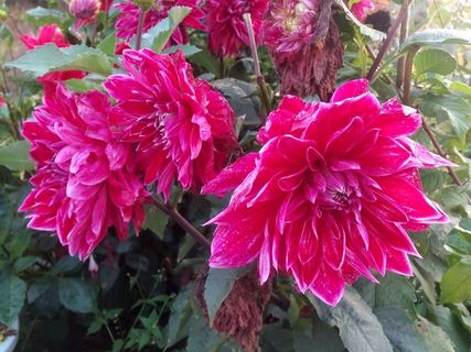 鲜艳的地瓜花图片