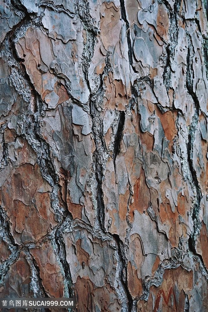 干枯的树皮高清图