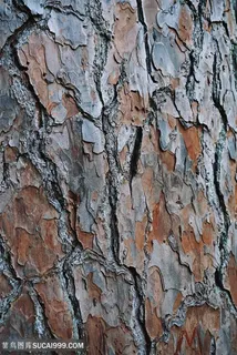 干枯的树皮高清图