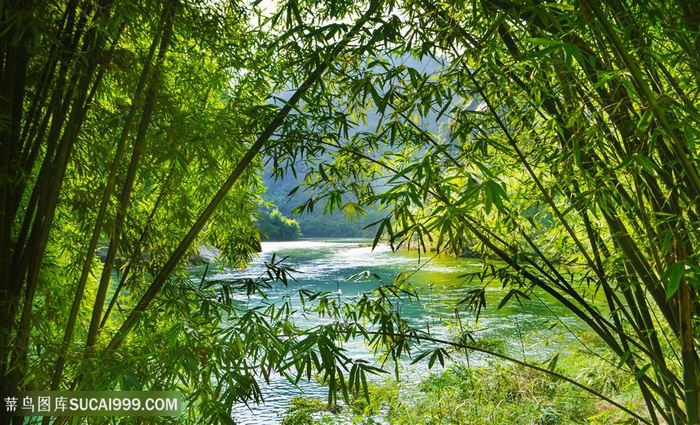 武夷山竹林风景图片