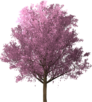 樱花 粉色的 春天 树 开花 日本人 自然 植物 