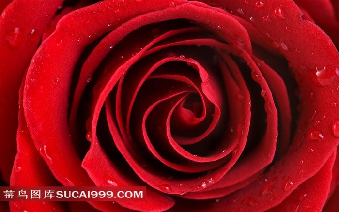 红玫瑰局部高清特写