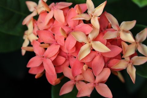 好看的红色花瓣