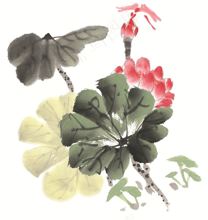 花卉美图摄影图片