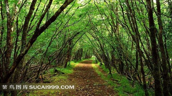 树林风光风景图片