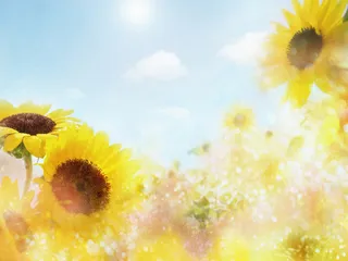 图片设计素材背景鸟语花香