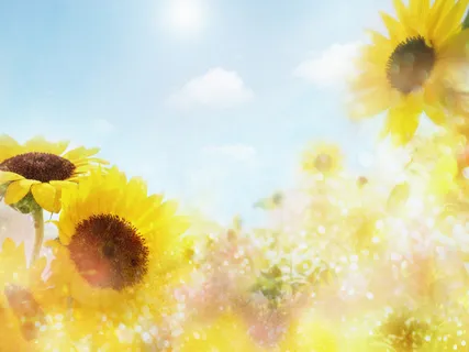 图片设计素材背景鸟语花香 图片设计素材背景鸟语花香