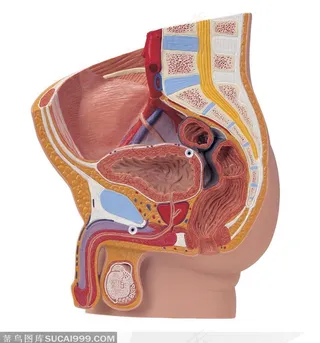 人体解剖——男性生殖器官剖面