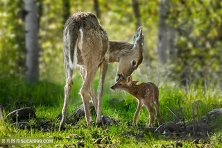 唯美野生动物亲吻的小麋鹿与大麋鹿图片动物大全