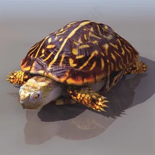 超清野生动物龟 超清野生动物龟