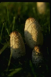 蘑菇图片 蘑菇图片