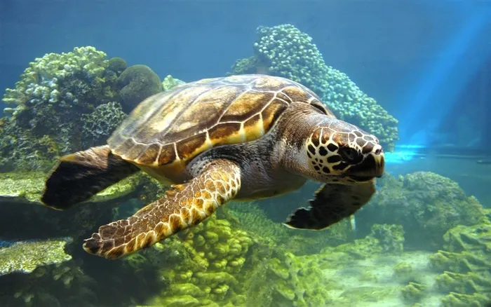 海洋生物海龟素材图片