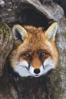 树洞里的小狐狸图片动物大全