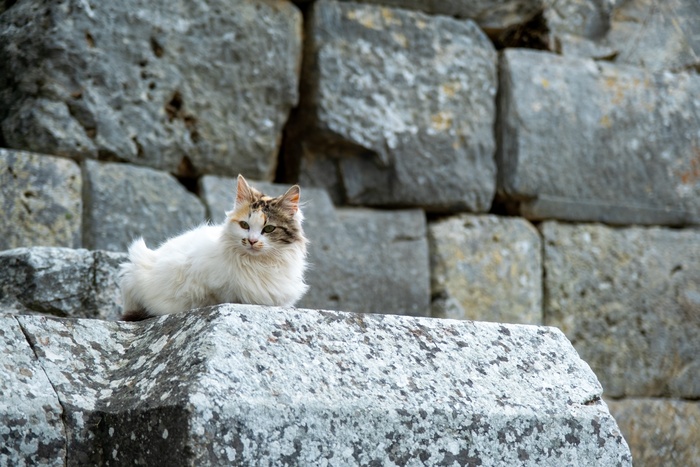 可爱猫咪猫猫摄影素材