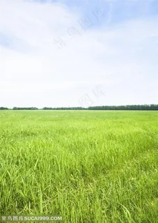 草地天空-蓝天下漂亮的小草