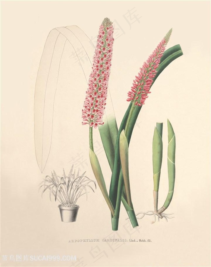 高清兰花复古装饰画