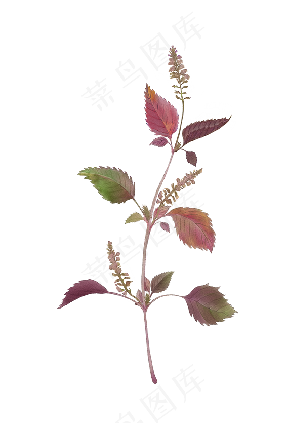 手绘草本中药药材