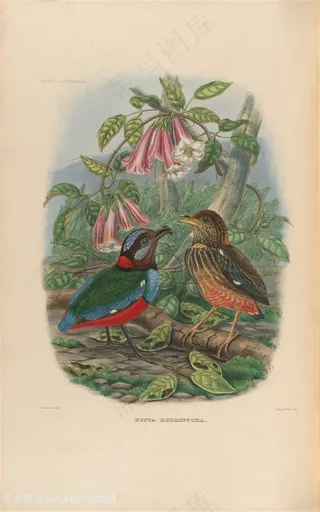 高清两只小鸟与粉色小花油画图片