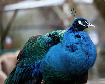 漂亮多彩孔雀图片