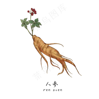 手绘草本中药药材人参